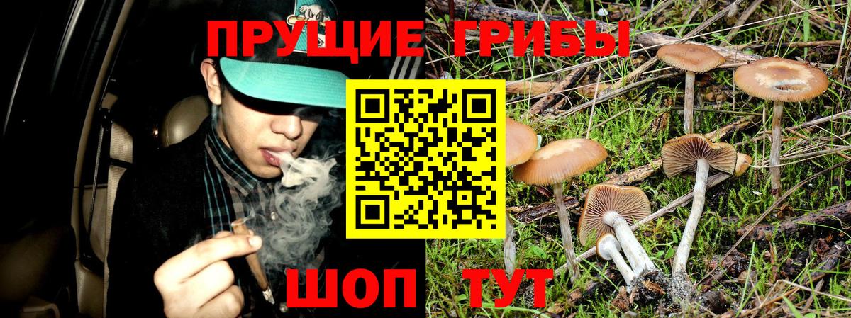 Глазов  Галлюциногенные грибы Psilocybine cubensis  Вход с VPN  Псилоцибиновые грибы Cubensis 